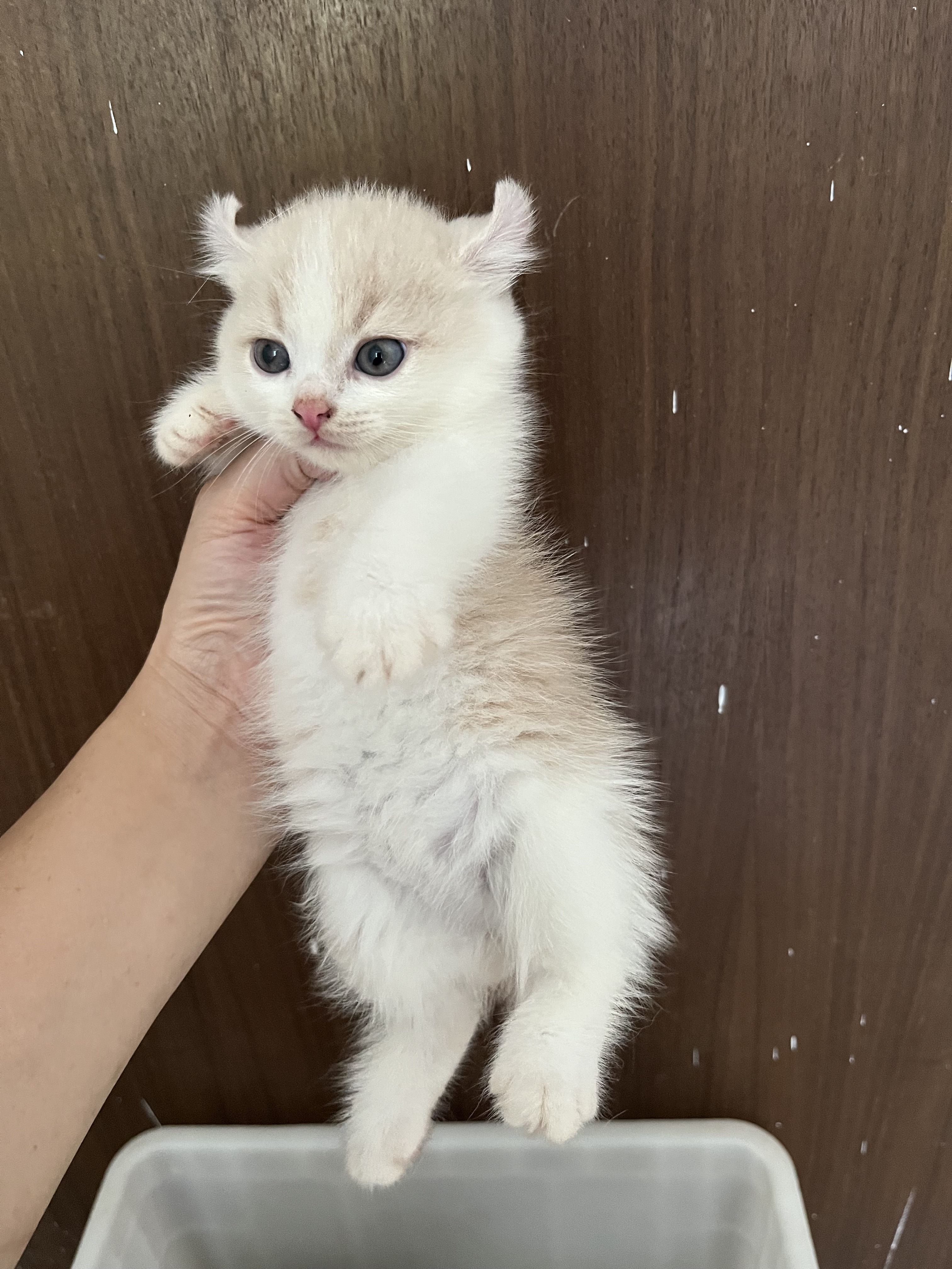 矮脚卷耳猫